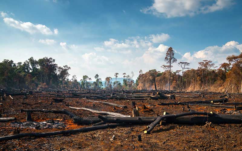 causes-deforestation
